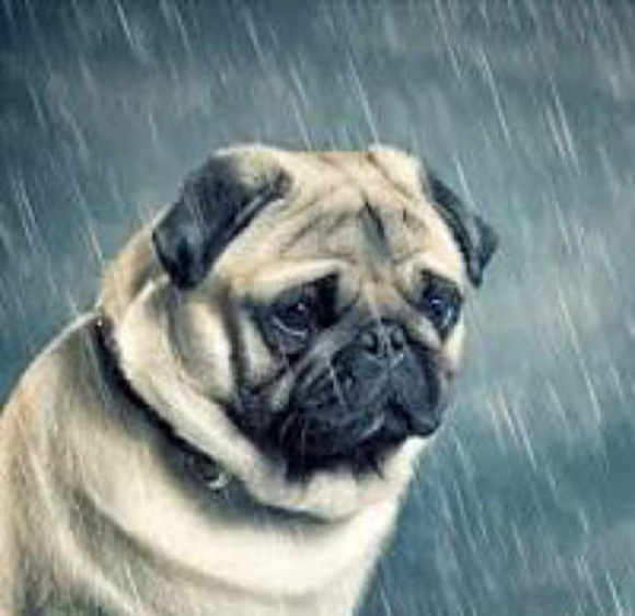 Meet your Posher, Leandro - Picture 1 of 1